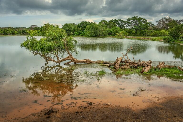 lake, trees, yala national park