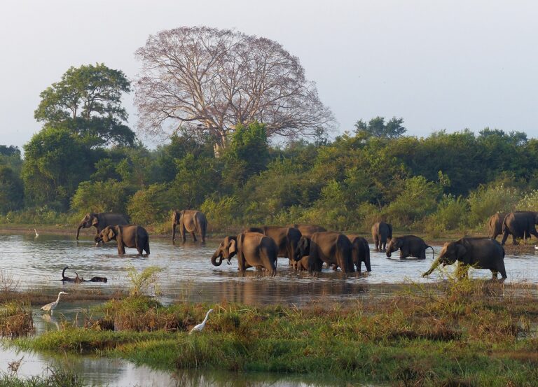 elephants, nature, safari