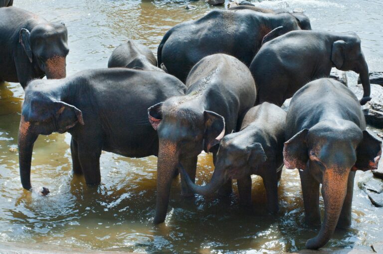 A herd of Asian elephants bathing in a river in Sri Lanka on a sunny day.