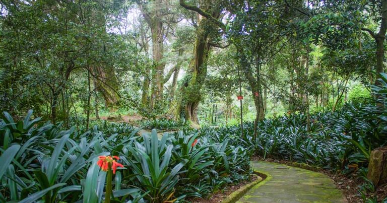 Hakgala-Botanical-Gardens-1200x630-1