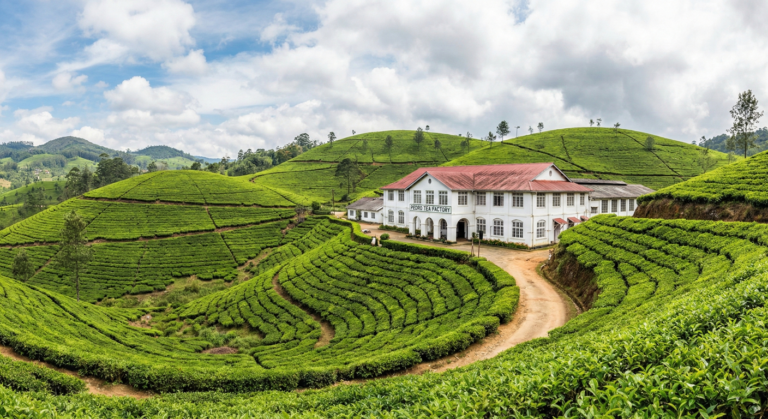 Pedro Tea Estate & Tea Factory