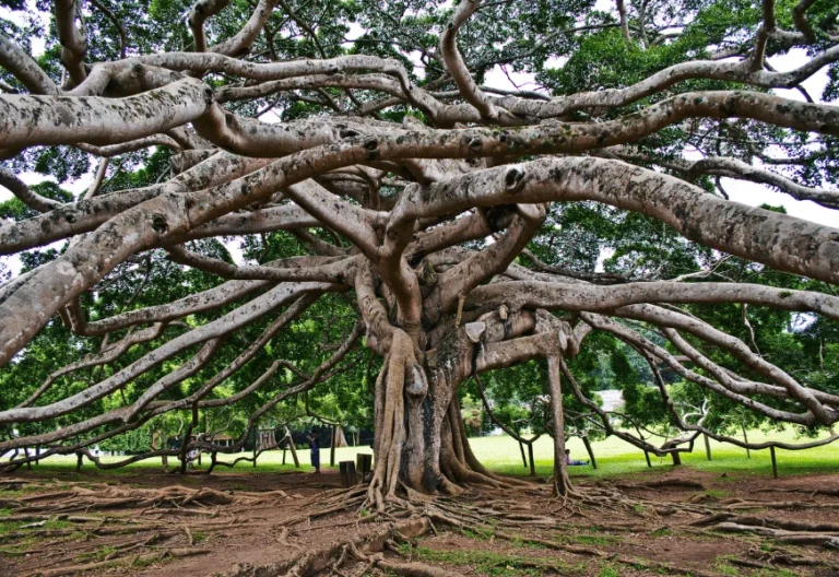 javan-fig-tree-peradeniya