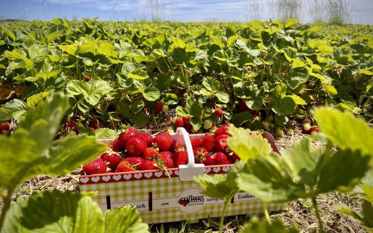 Strawberry picking haul