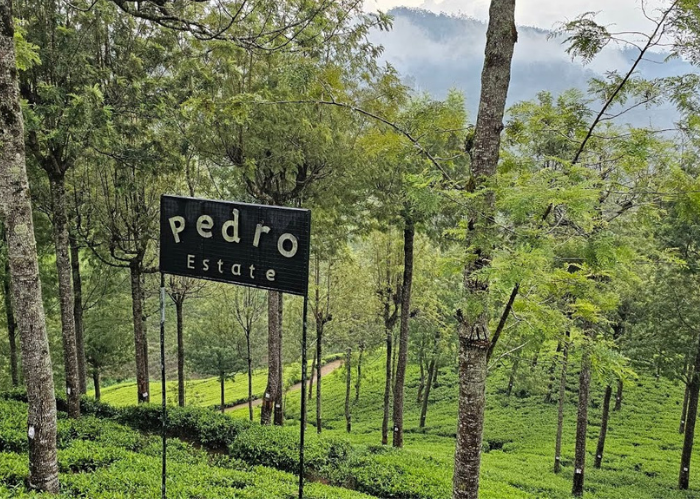 Pedro Tea Estate & Tea Factory 2