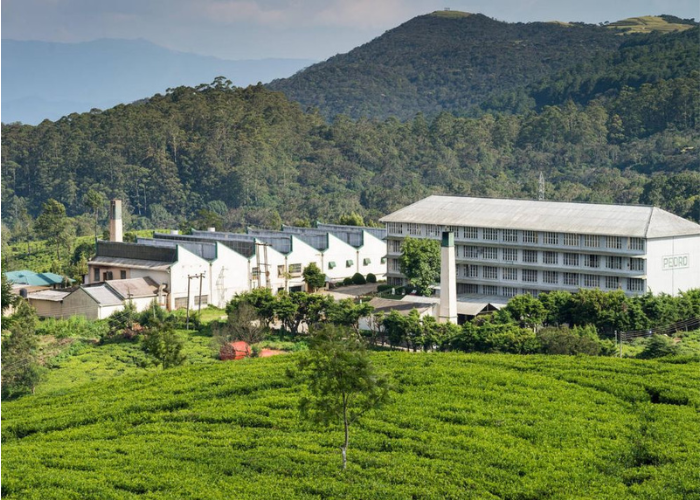 Pedro Tea Estate & Tea Factory 3