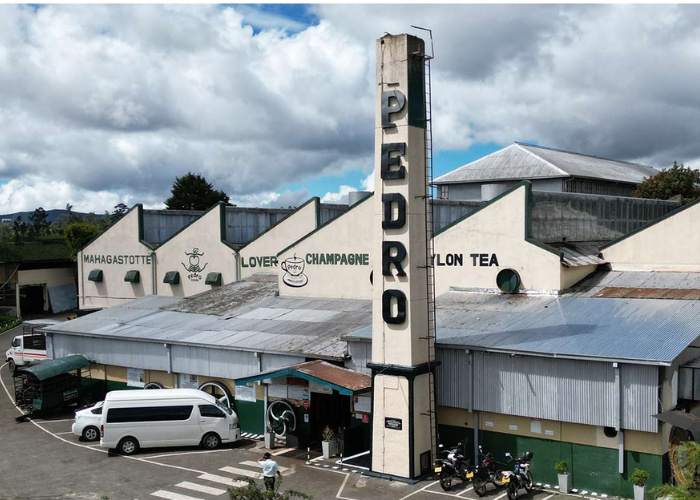 Pedro Tea Estate & Tea Factory 4