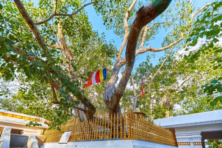 jaya-sri-maha-bodhi-sacred-fig-tree-mahamewna-gardens-anuradhapura-sacred-place-buddhists-sri-lanka-jaya-sri-174783595