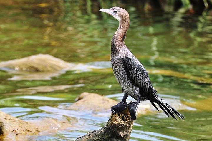 Anawilundawa Wetland Sanctuary2