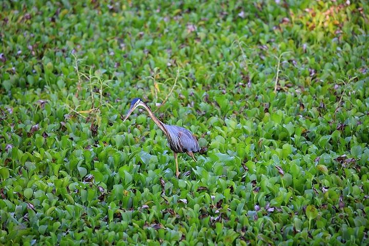 Anawilundawa Wetland Sanctuary4