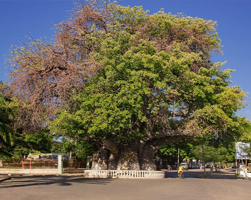 Baobab-Tree