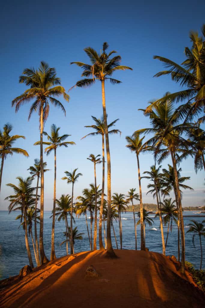 Coconut Tree Hill