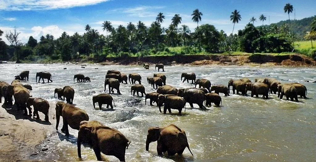 Pinnawala Elephant Orphanage