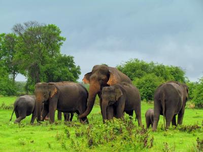 Galwila Eco Park4