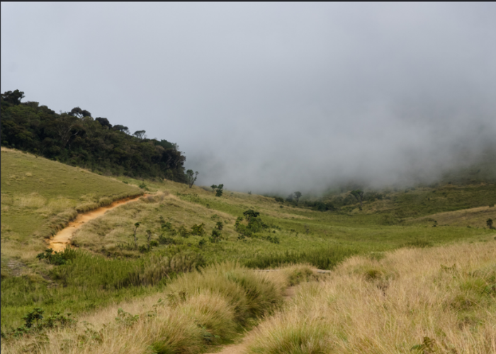 Horton Plains 3