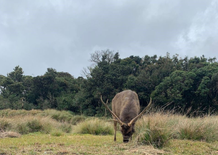 Horton Plains 4