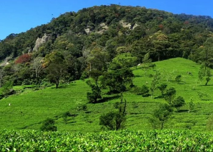 Loolkandura Tea Estate1