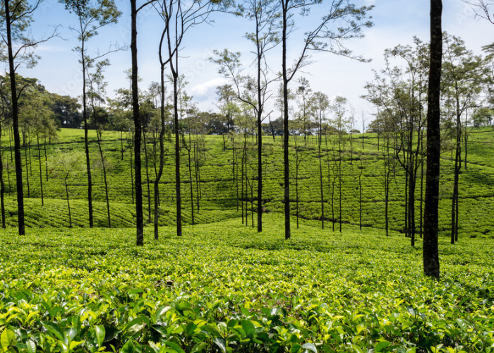 Loolkandura Tea Estate