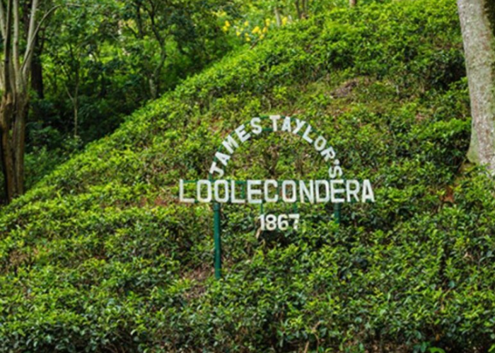 Loolkandura Tea Estate3