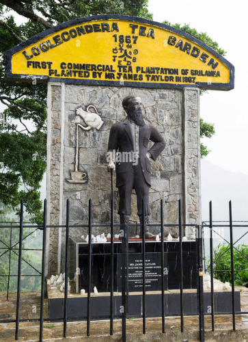 Loolkandura Tea Estate4