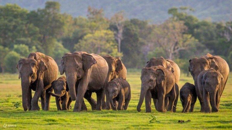 MinneriyaNationalPark
