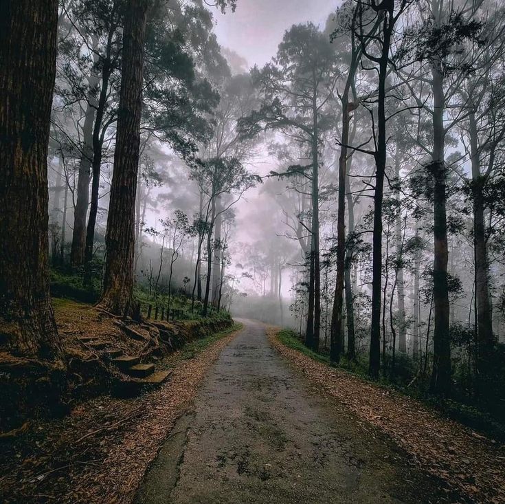 Ohiya3