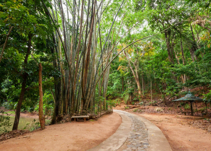Udawattakele Forest Reserve1