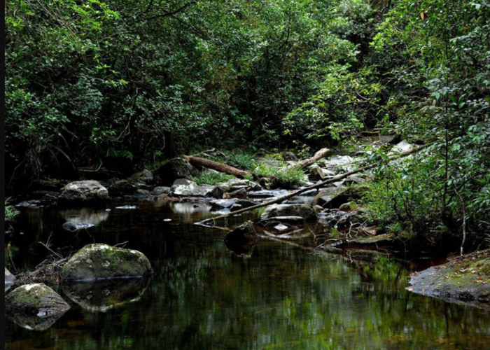 Udawattakele Forest Reserve2