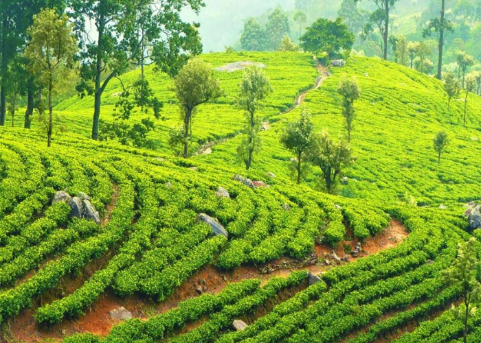 Uva Halpewatte Tea Factory1
