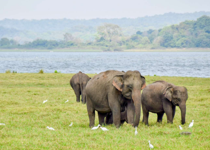 Wasgamuwa National Park2