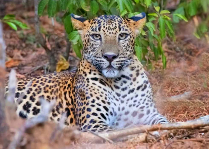 Wasgamuwa National Park3
