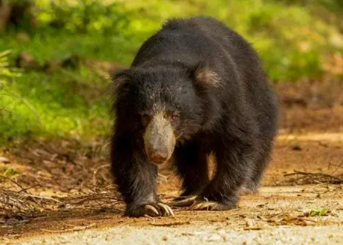 Wasgamuwa National Park4