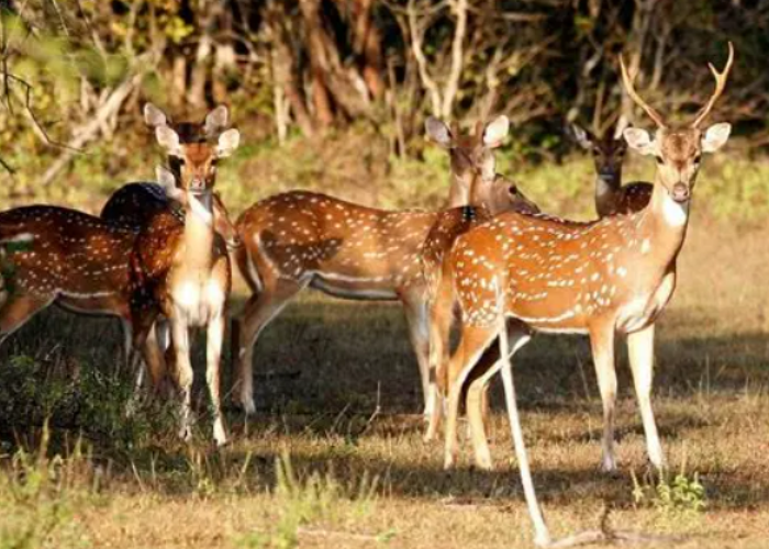 Wasgamuwa National Park5