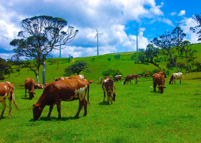 Ambewela farm