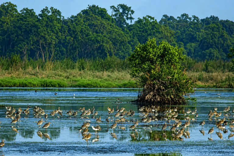 Anawilundawa Wetland Sanctuary