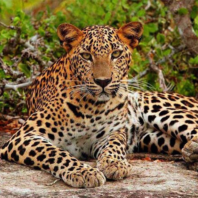 Bundala National Park