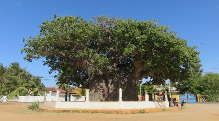 baobab tree