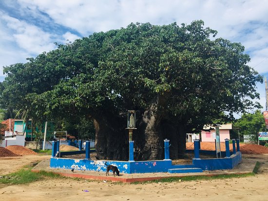 baobab