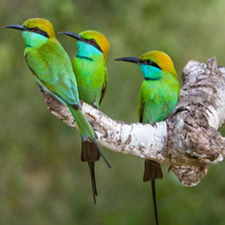 Kalametiya Bird Sanctuary