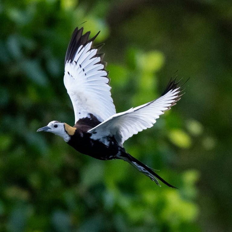 Kalametiya Bird Sanctuary