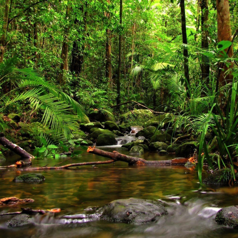 Sinharaja Forest Reserve