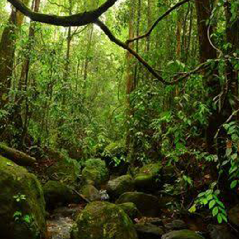 Sinharaja Forest Reserve