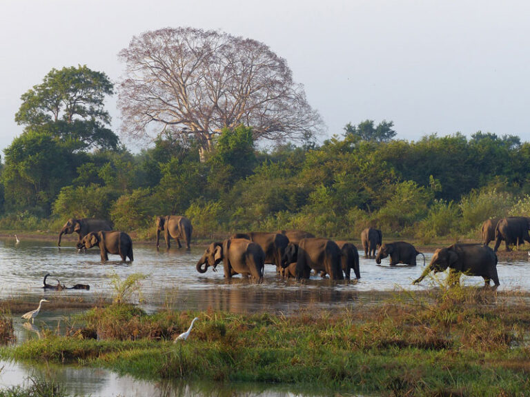 elephants-4864736_1920