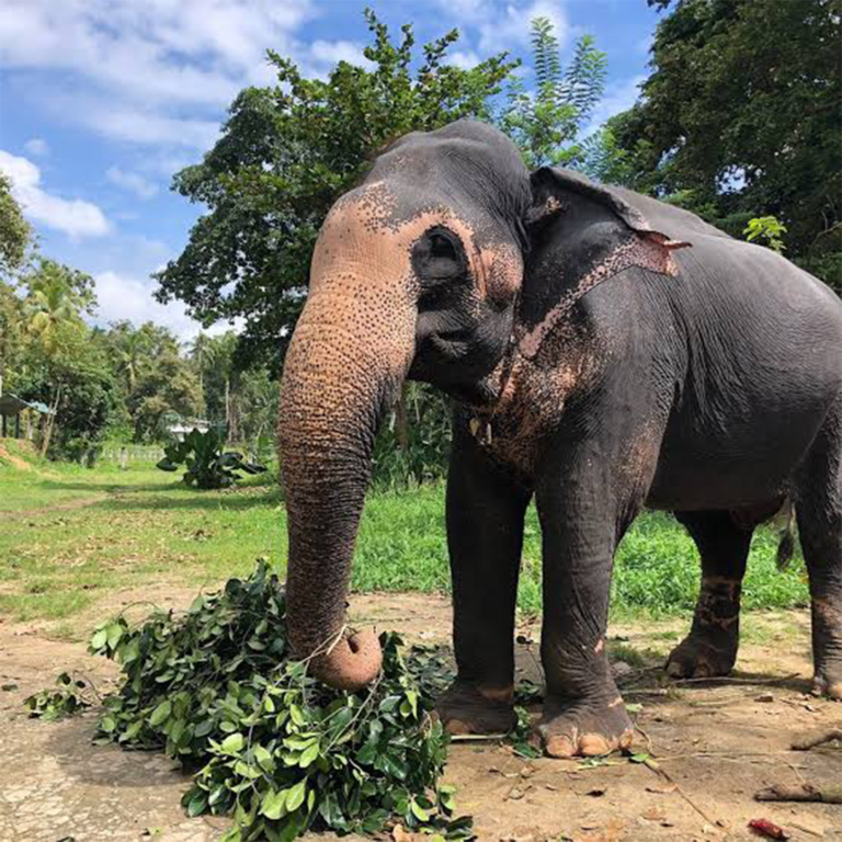 Millennium Elephant Foundation