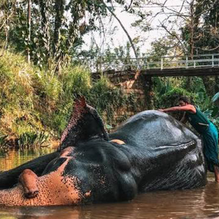 Millennium Elephant Foundation