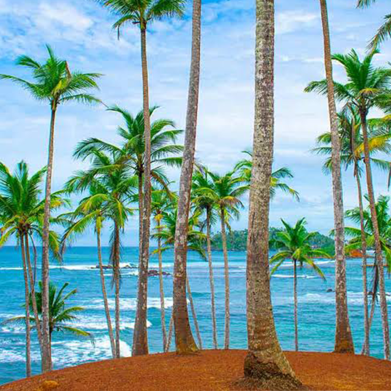 Coconut Tree Hill