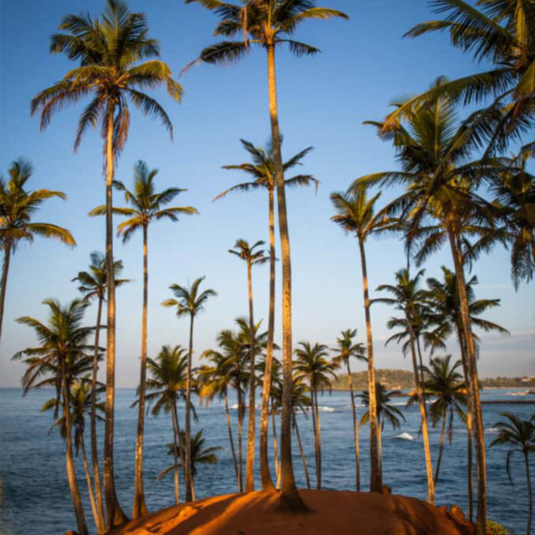 Coconut Tree Hill
