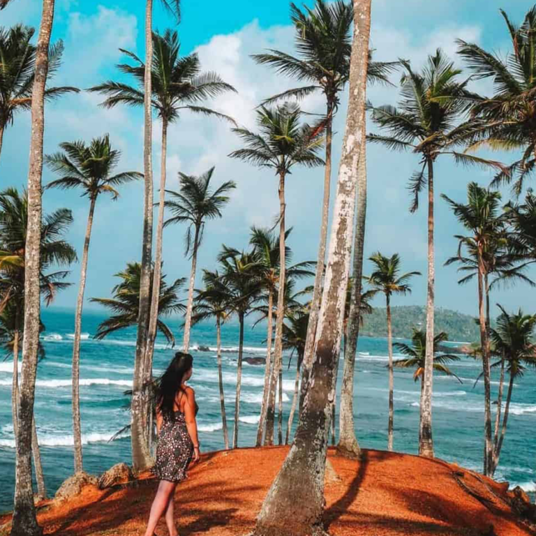 Coconut Tree Hill