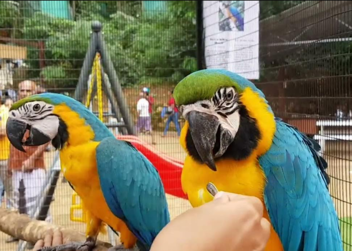 hanthana bird park 5
