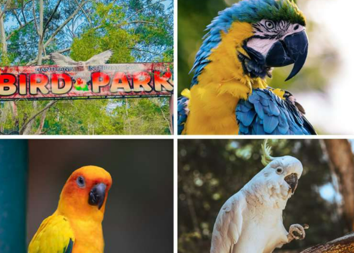 hanthana bird park 6