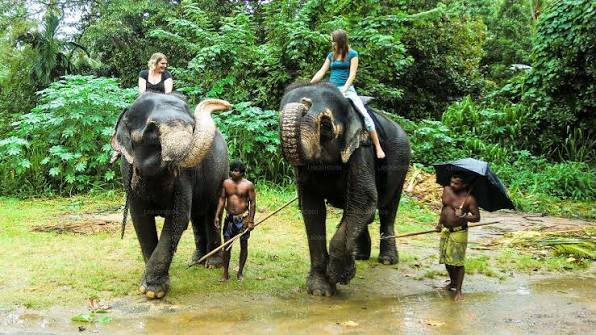Millennium Elephant Foundation